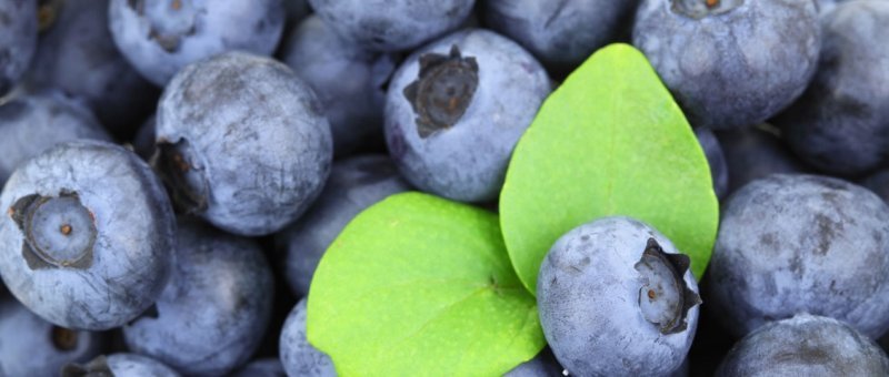 Optimizando la nutrición en un cultivo de arándanos